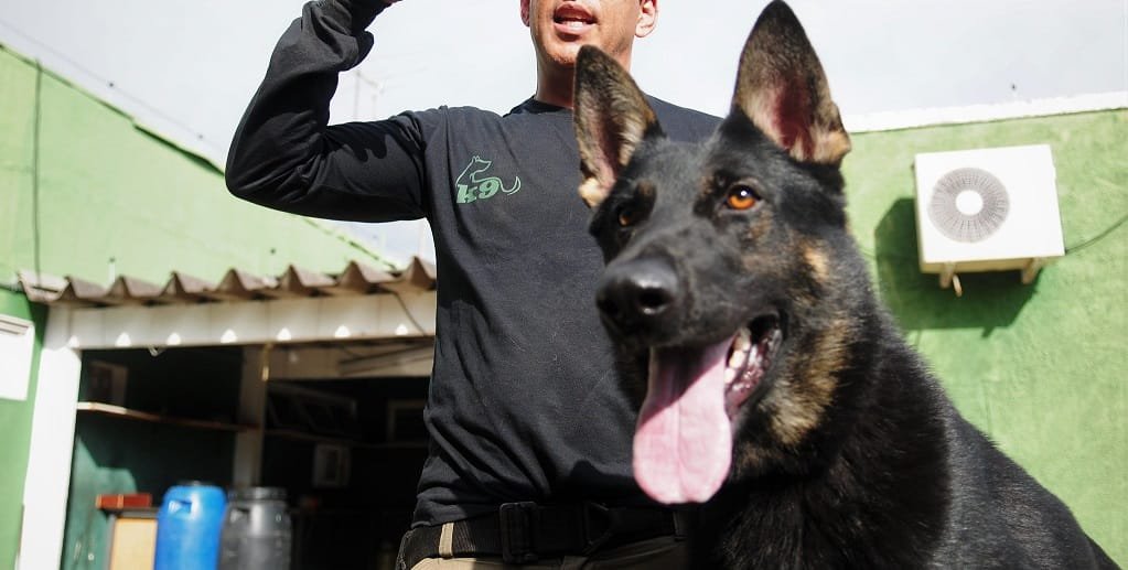 Cachorro polícia DF