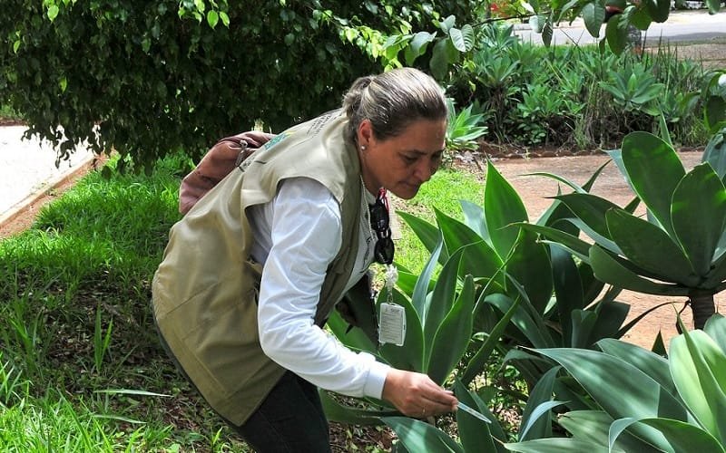 Agente de saúde dengue DF Misto Brasília