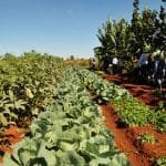 Crédito rural no Brasil vira estratégia para comprar terras
