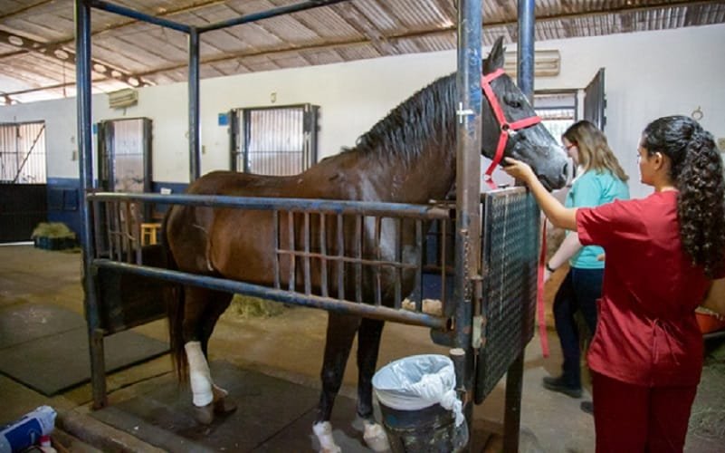 Hospital Veterinário UnB