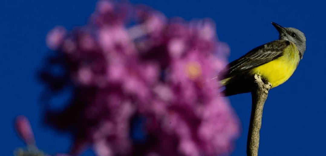O espetáculo da natureza na florada dos ipês roxos em Brasília, que coincide com o fim do Outono e o começo do Inverno/Marcelo Casal Júnior/Agência Brasil