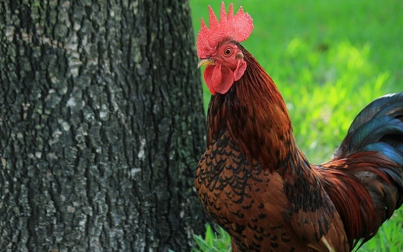 Um mundo animal muito louco no quintal