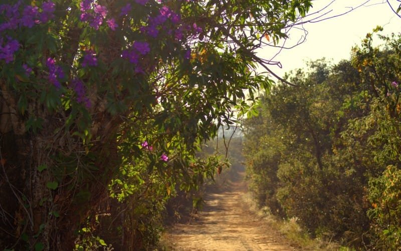 Parque Nacional de Brasília trilha