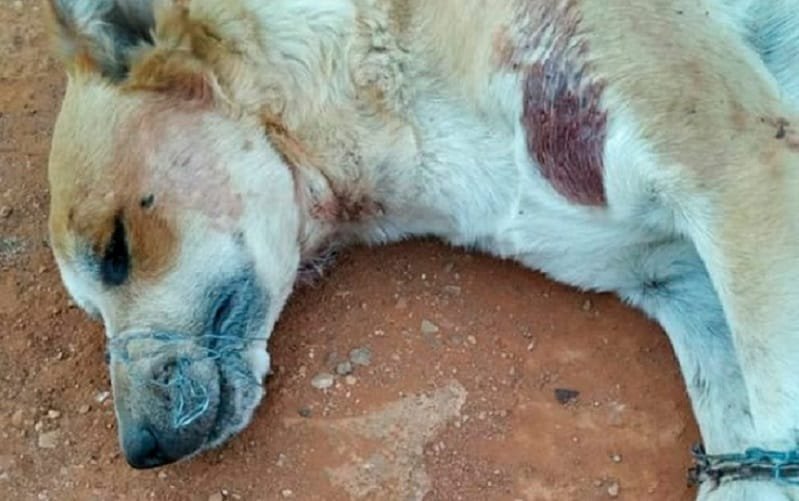 Homem mutila cachorro em Ceilândia em nome do diabo