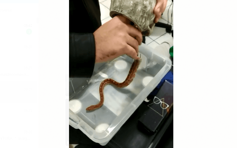 Cobra apreendida DF Misto Brasil