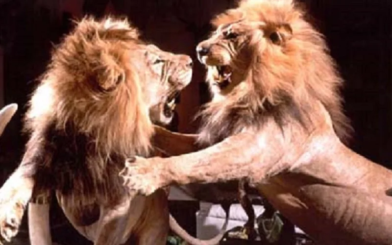 A sociedade e a competição