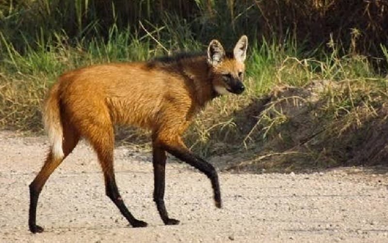 lobo guará Cerrado Misto Brasília