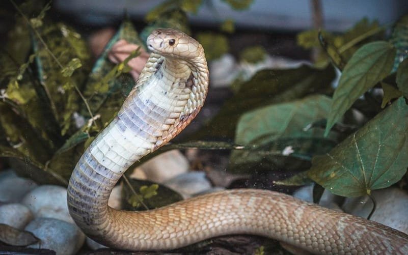 Naja Zoológico de Brasília