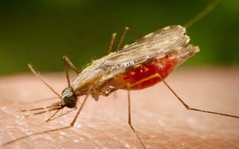 Brasil tem redução significativa de novos casos de malária