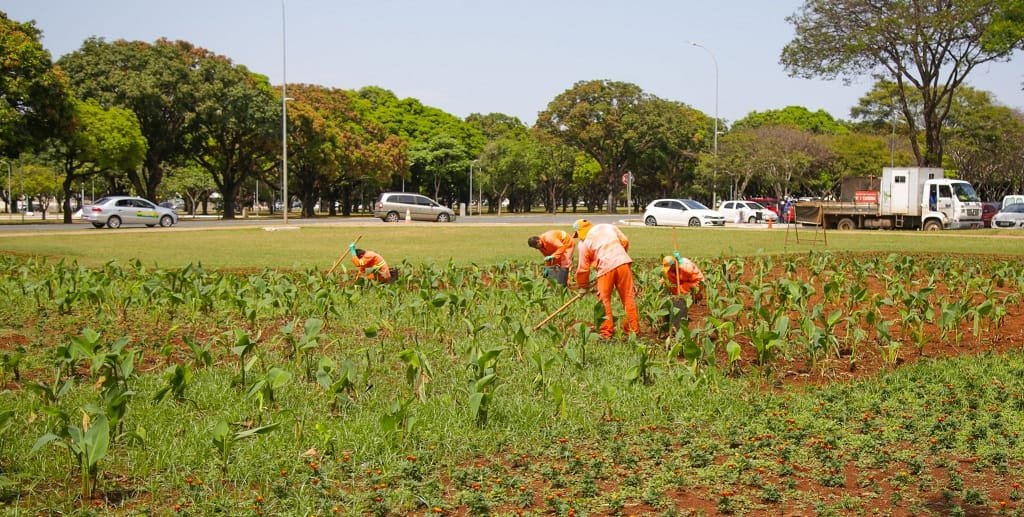 Jardim manutenção DF