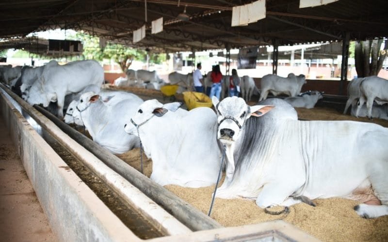 Brasil pode mais do que dobrar a exportação de carne