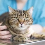 Mercado pet no varejo registrou alta para gatos