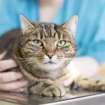 Mercado pet no varejo registrou alta para gatos