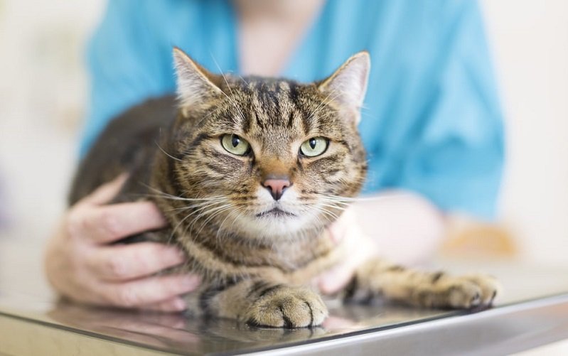 Gato pardo Misto Brasília