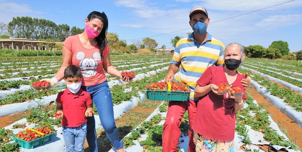 Joaquim Maximo e sua família exibem morangos produzidos na propriedade no Distrito Federal/ Paulo H. Carvalho/Agência Brasília