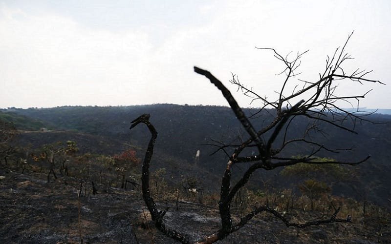 Cerrado queimada e desmatamento