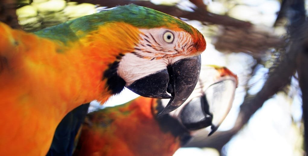 Zoológico de Brasília araras