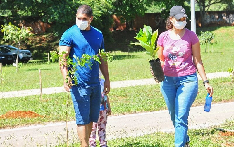 Um corredor ecológico de 45 mil árvores para proteger as abelhas