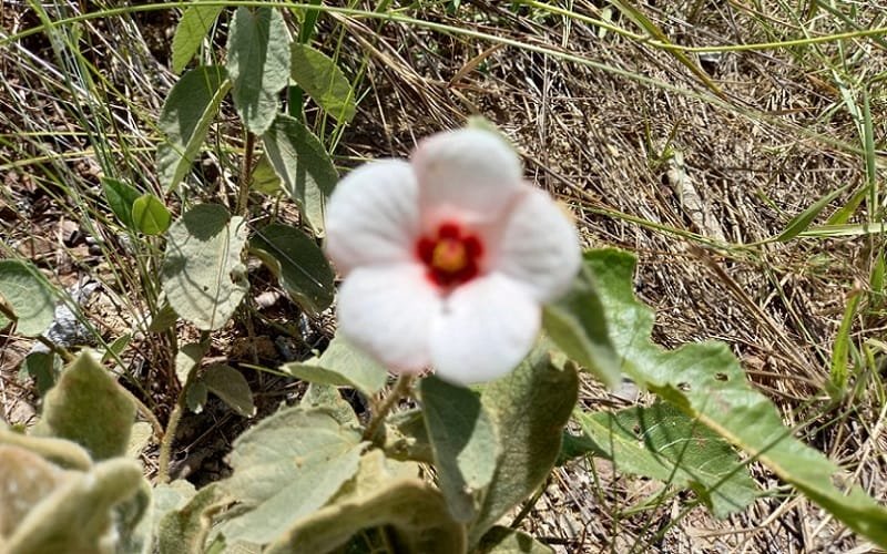 Impacto de meteoro ajudou a criar florestas como a Amazônica