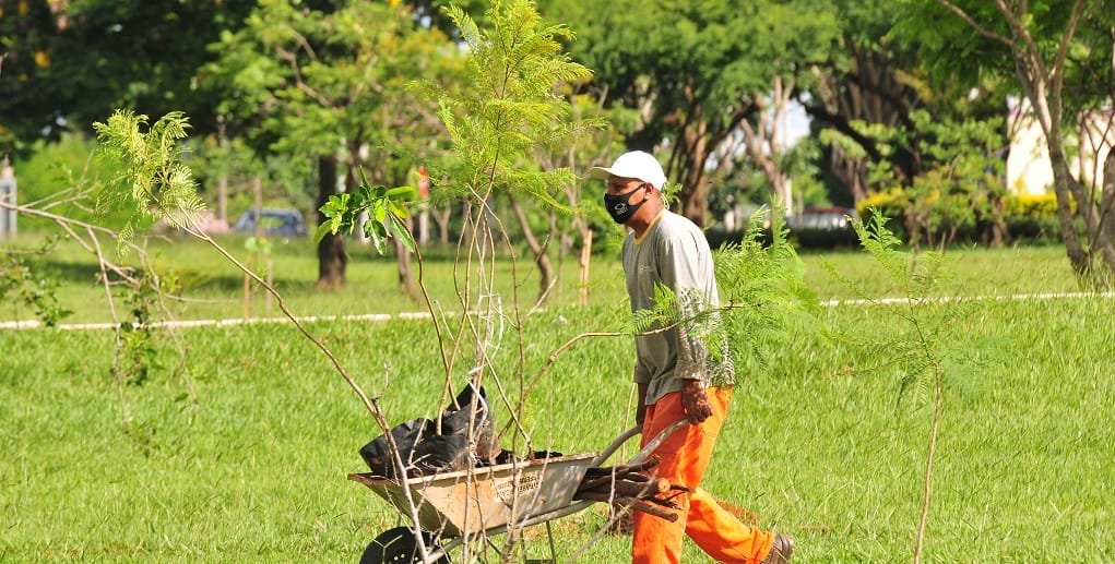 Devem ser plantadas 10 mil mudas no Dia do Plantio