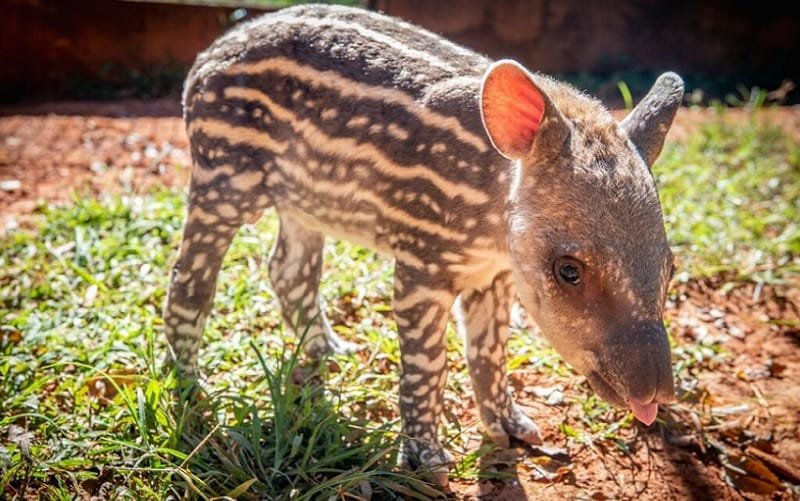 Filhote de anta Zoológico de Brasília