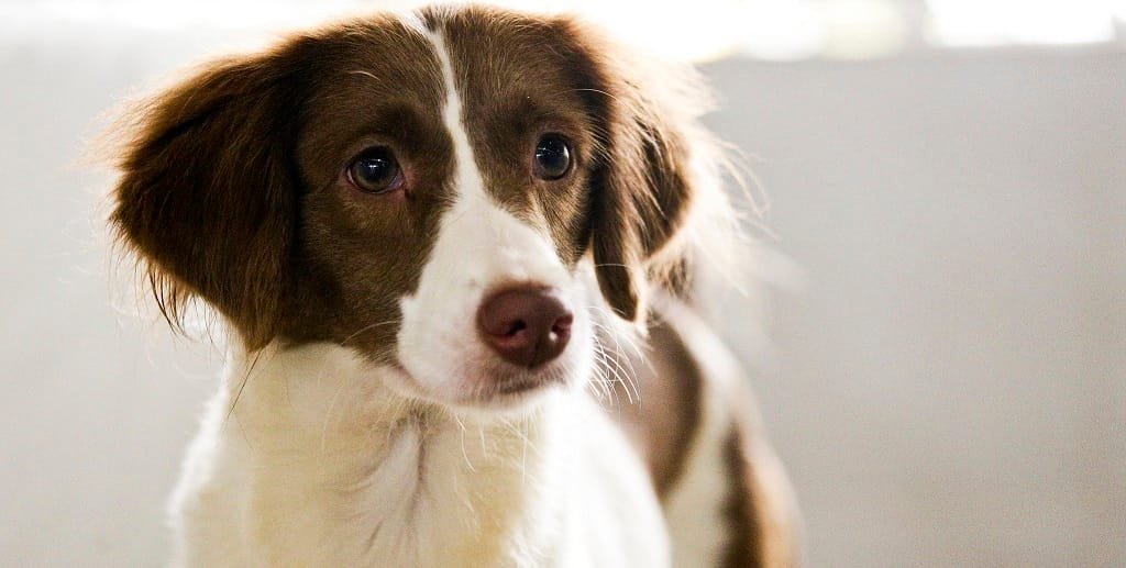 Cachorro zoonoses DF Misto Brasília