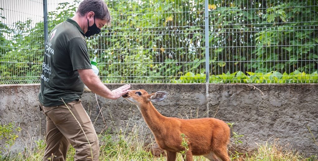 Tratador do Zoológico de Brasília brinca com Dudu, filhote de cervo-do-pantanal, espécie ameaçada de extinção/Ivan Mattos/Zoológico de Brasília