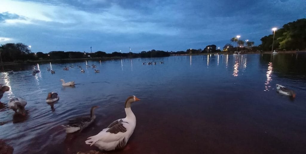 Parque da Cidade DF gansos