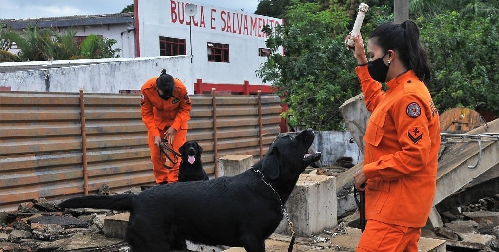 Os labradores Baruk e Delta, ambos com um ano, são os novos reforços na equipe de Busca e Salvamento do Corpo de Bombeiros do DF/Acacio Pinheiro/ Agência Brasilia
