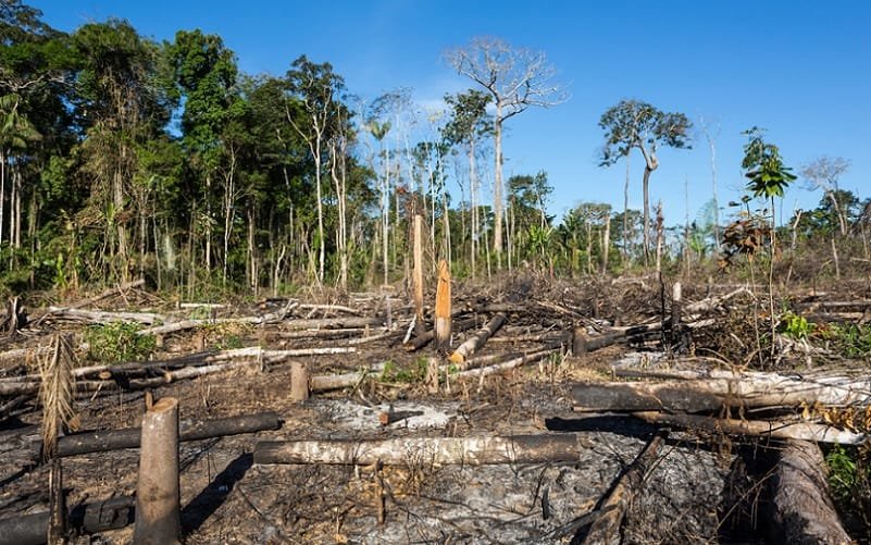 Desmatamento floresta Amazônica Misto Brasília