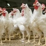 México suspende a importação de carne após surto de Newcastle