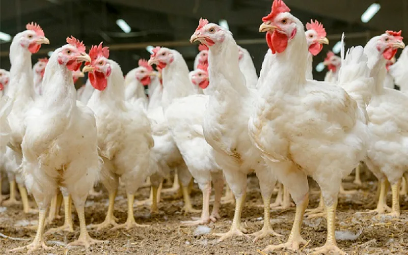 Frango de granja proteína animal