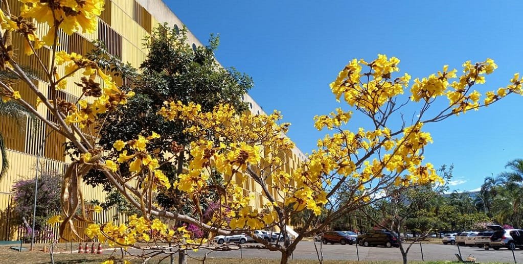 Ipê amarelo floresce ao lado do Anexo 4 da Câmara, como a desafiar o amarelo da natureza com o amarelo da indústria/Jorge Cury/Misto Brasília