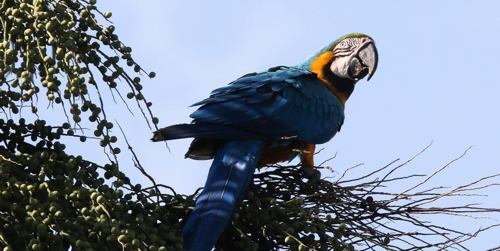 Arara canindé passeia pelo Plano Piloto de Brasília e se aproveita da fartura da natureza/Fábio Rodrigues Pozzebom/Agência Brasília