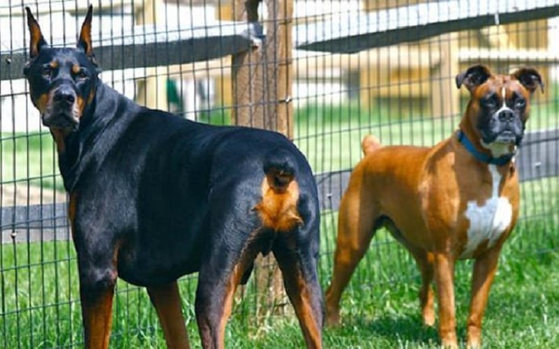 Cachorros doberman e boxer