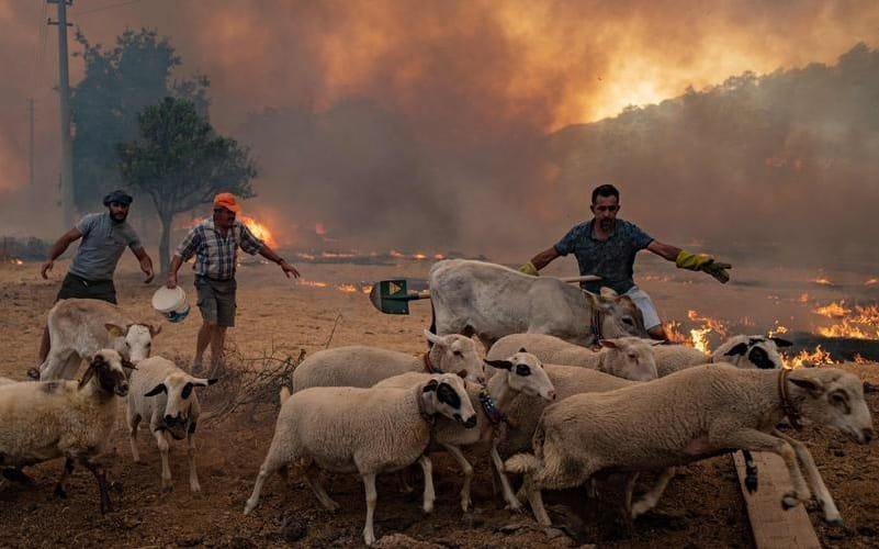 Incêndio florestal Mediterrâneo