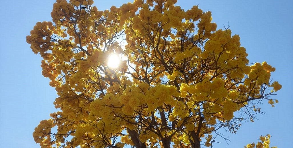 A temporada do amarelo está aberta no Distrito Federal com milhares de ipês floridos/Jorge Cury/Misto Brasília