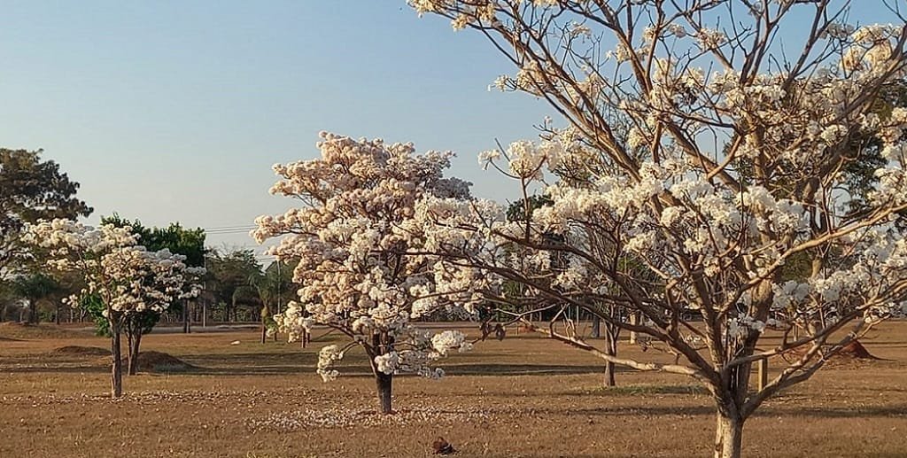 Ipê-branco Distrito Federal Brasília