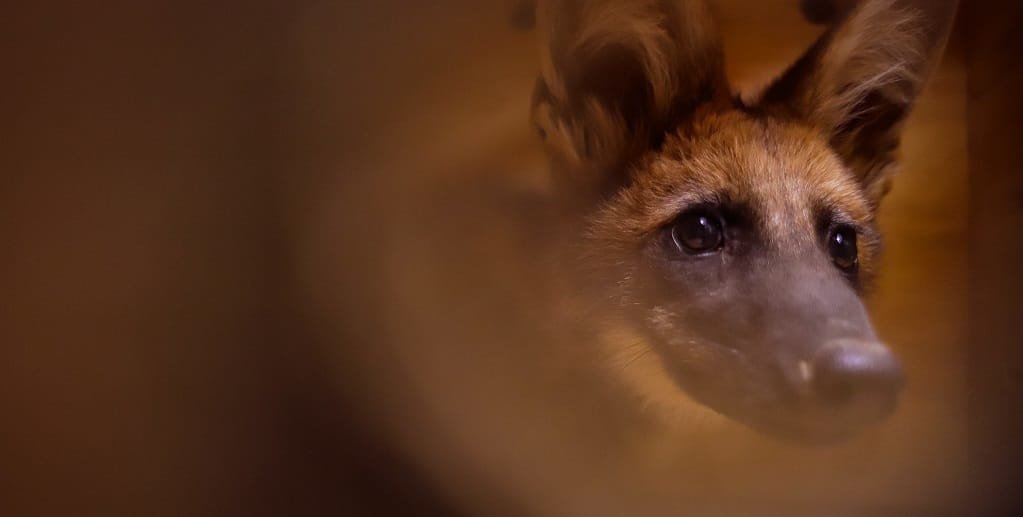 Filhote de lobo-guará resgatado e que foi integrado ao programa de conservação do Zoo de Brasília/Paulo Cavera/Inframerica