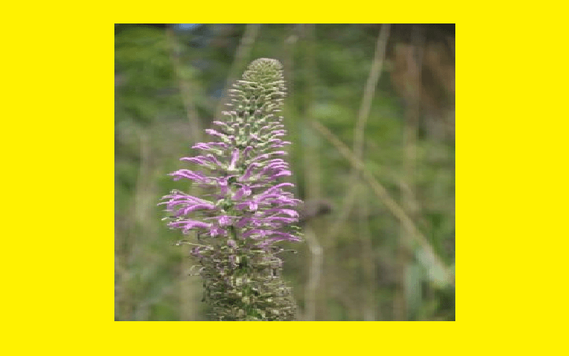 Planta obelia brasiliensis Cerrado DF