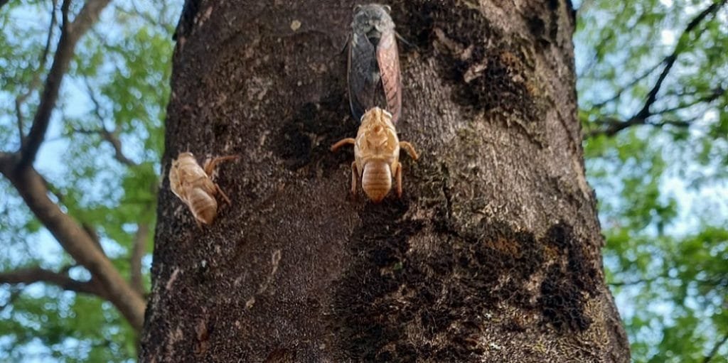Cigarras árvore DF Brasília