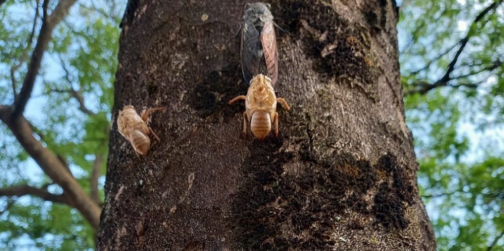 Trilha de cigarras que saem da terra para cantar nas árvores das entrequadras de Brasília/Jorge Cury/Misto Brasília