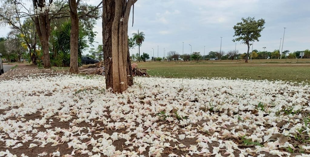 A chegada das chuvas de outubro encerra a temporada do ipê-branco que ainda pode ser encontrado em algumas áreas do DF/Jorge Cury/Misto Brasília