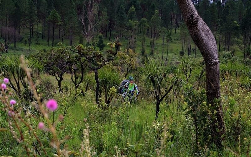 Floresta Nacional de Brasília DF Misto Brasília