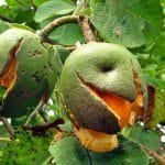 Simpósio nacional sobre o Cerrado vai reunir especialistas