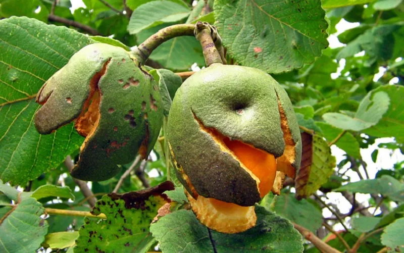 Simpósio nacional sobre o Cerrado vai reunir especialistas