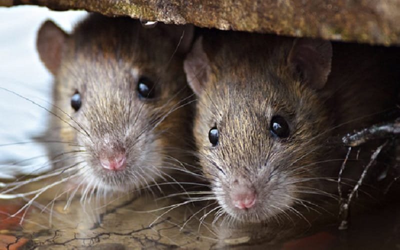 Ratos podem ser transmissores assintomáticos de vírus parecido com Covid