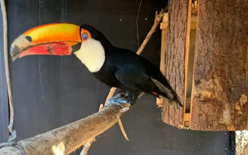 Câmara pode votar a Lei do Mar e tráfico de animais