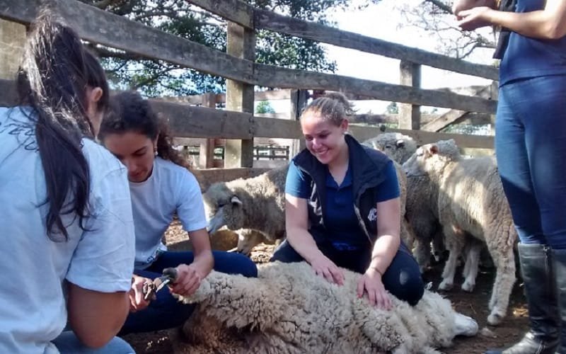 Zootecnista animal cuidados Misto Brasília