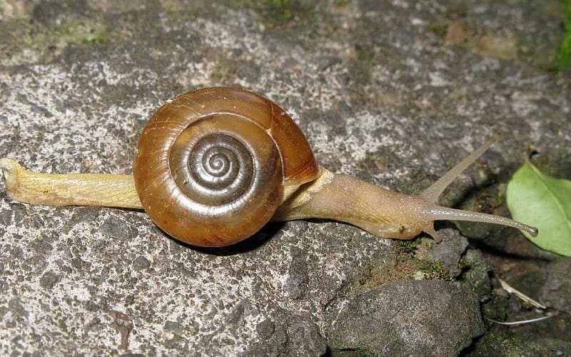 Caracol indiano que transmite a meningite virou praga